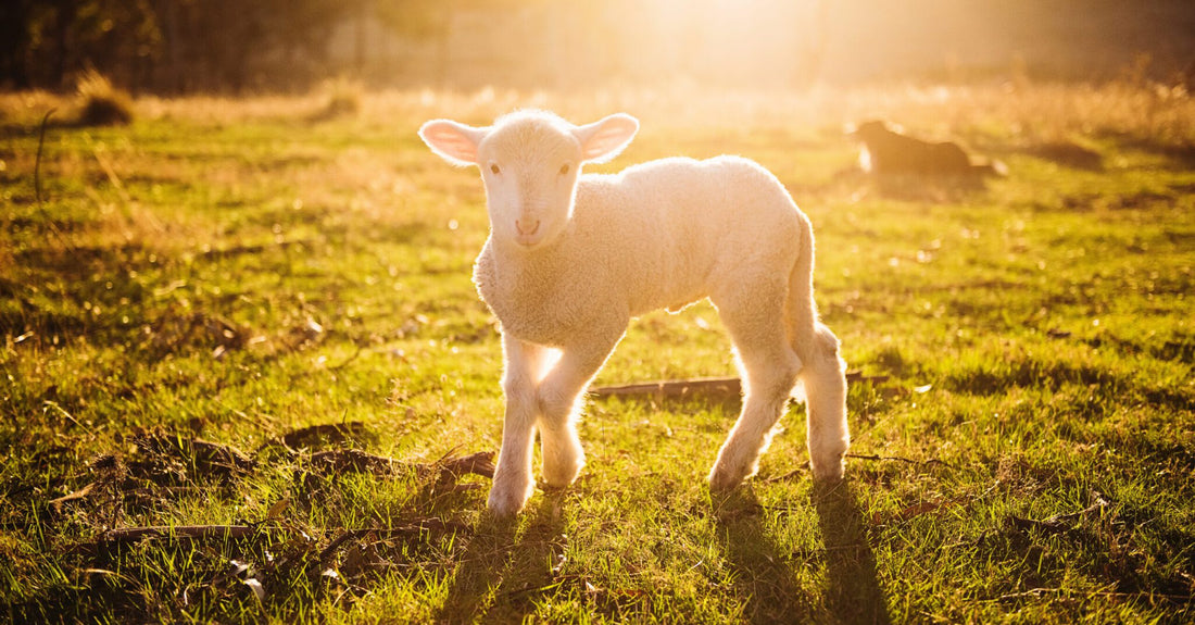 Wollproduktion – Tierleid und Industrie